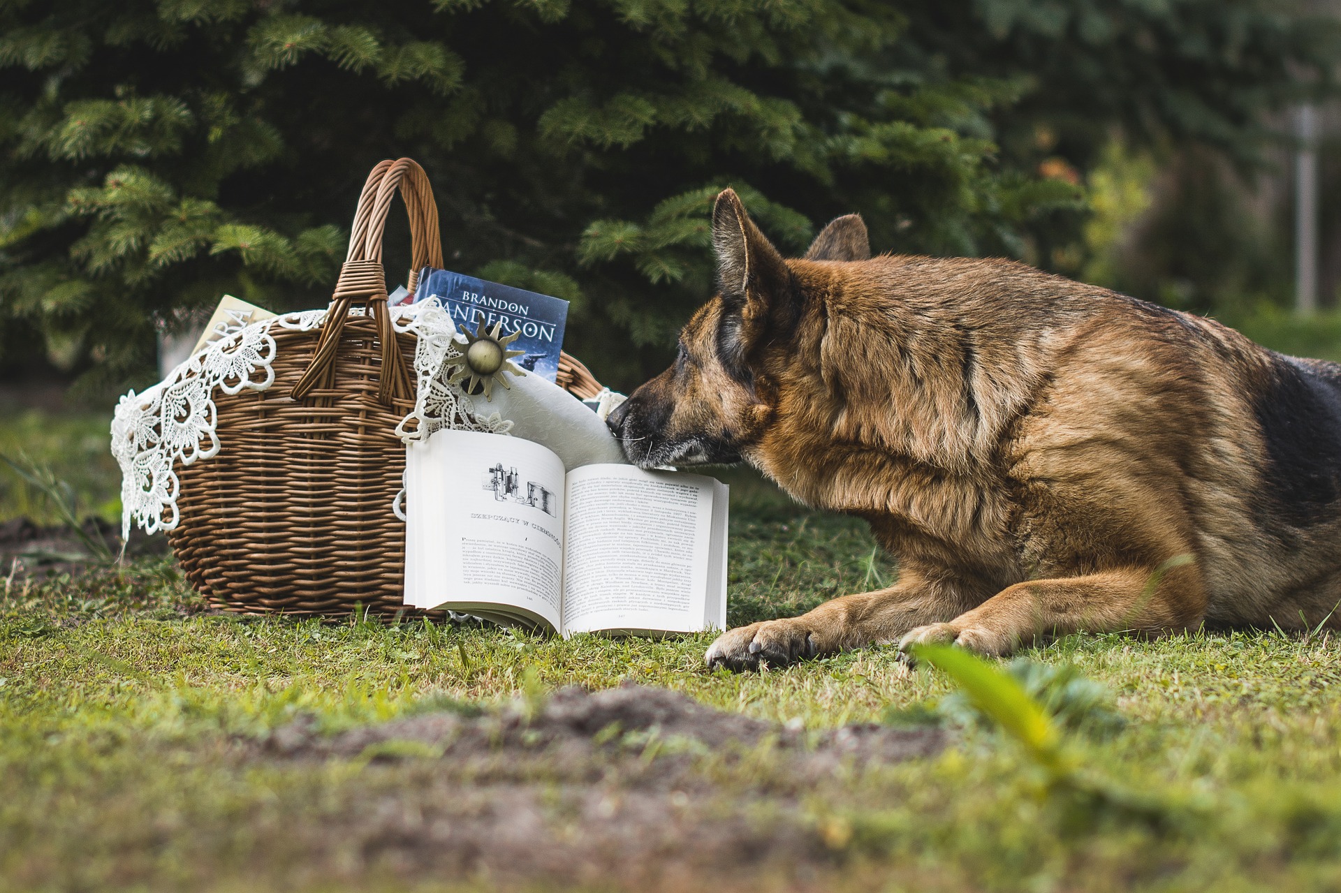 dog reading