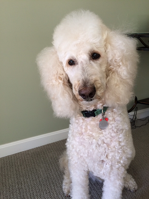 Daisy